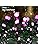 HOME LIGHTING 66ft Halloween Decorative Mini Lights, 200 LED Green Wire Fairy Starry String Lights Plug in, 8 Lighting Modes, for Indoor Outdoor Xmas Tree Wedding Party Decoration (Purple)