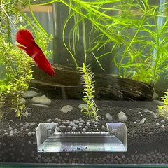 Aquarium Shrimp Tunnel - Aquarium Fish Tank Decor (Large, Clear)